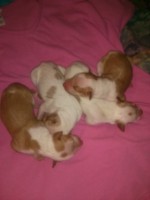 /album/puppies/a4-girls-5-days-jpg/